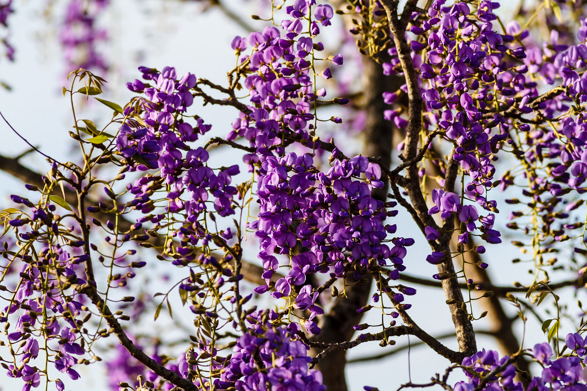 Flowering bush