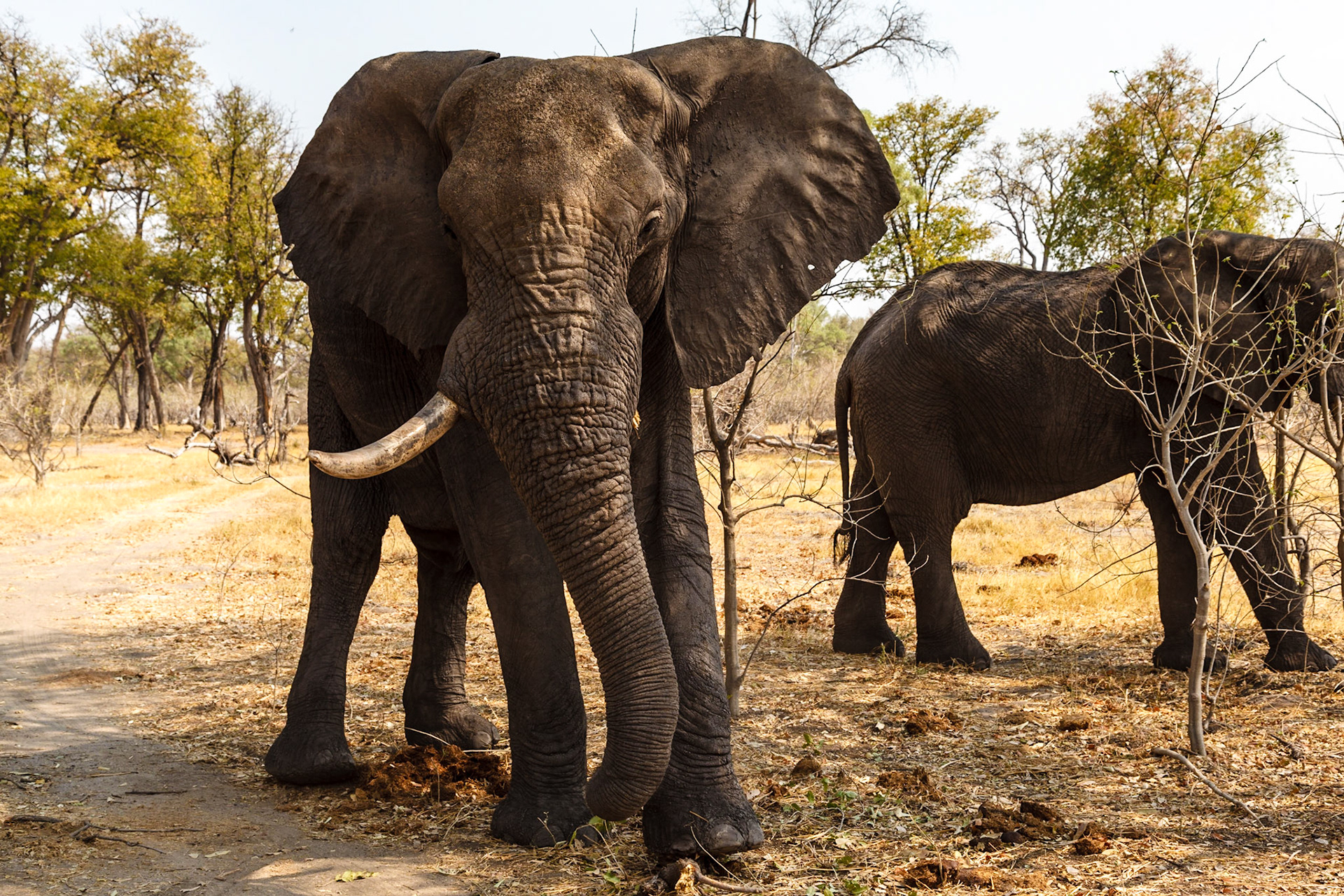 African Elephant