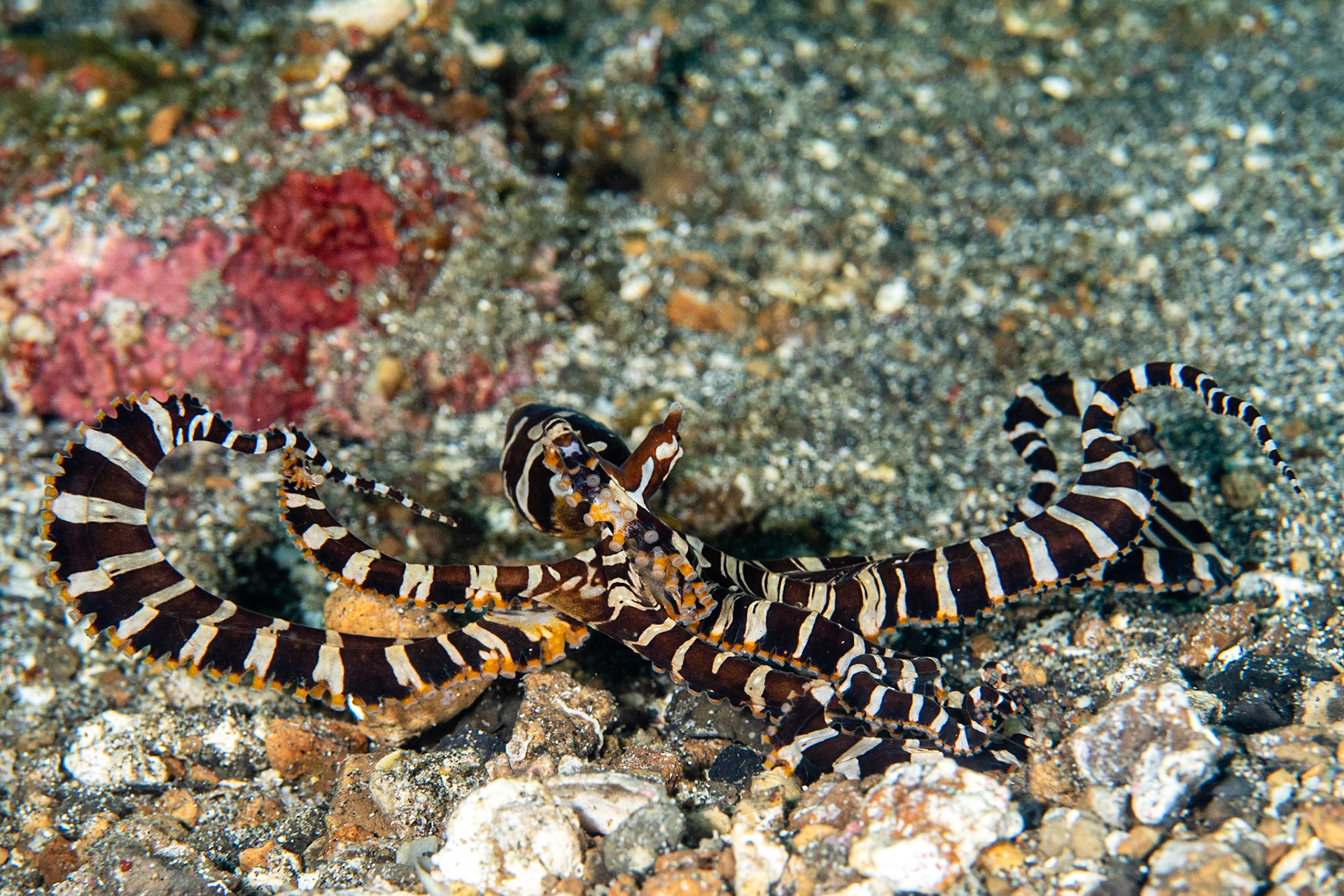 Wunderpus
