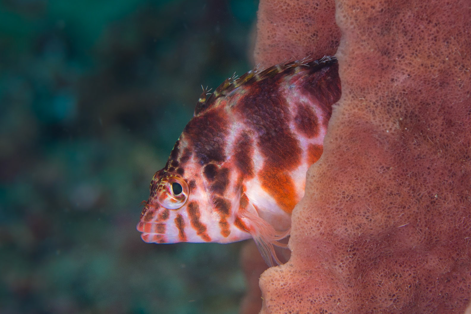 Dwarf Hawkfish