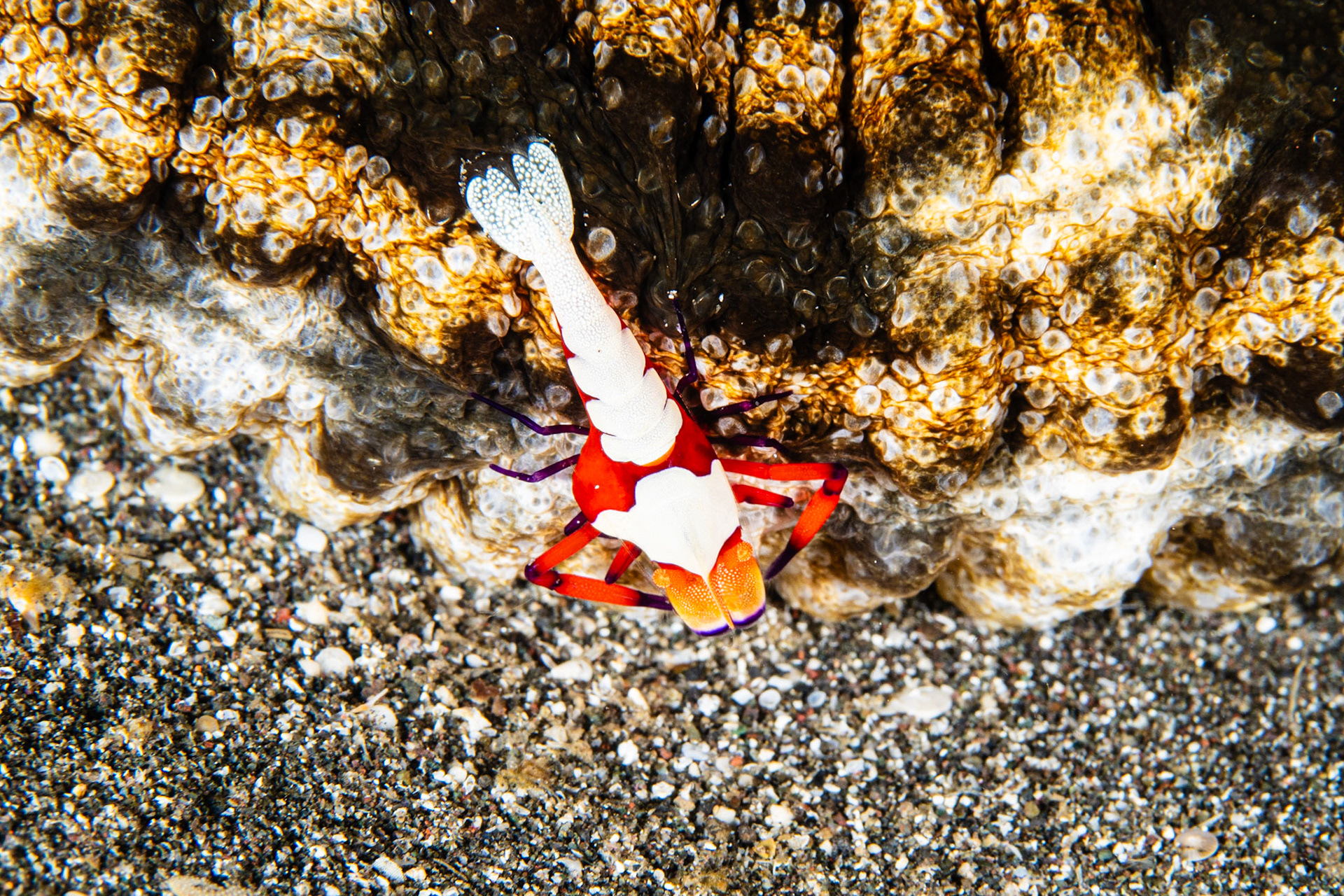 Emperor Shrimp