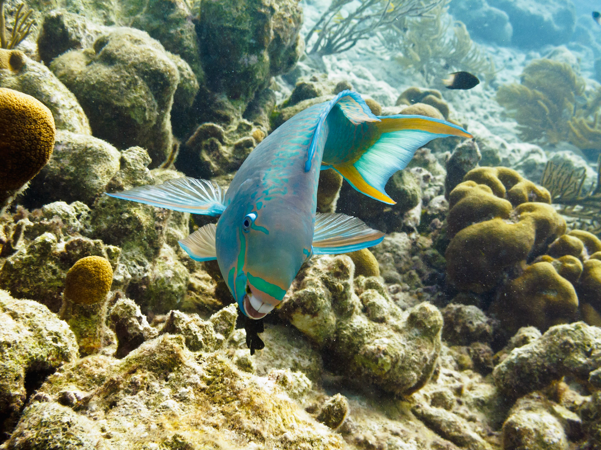 Queen Parrotfish