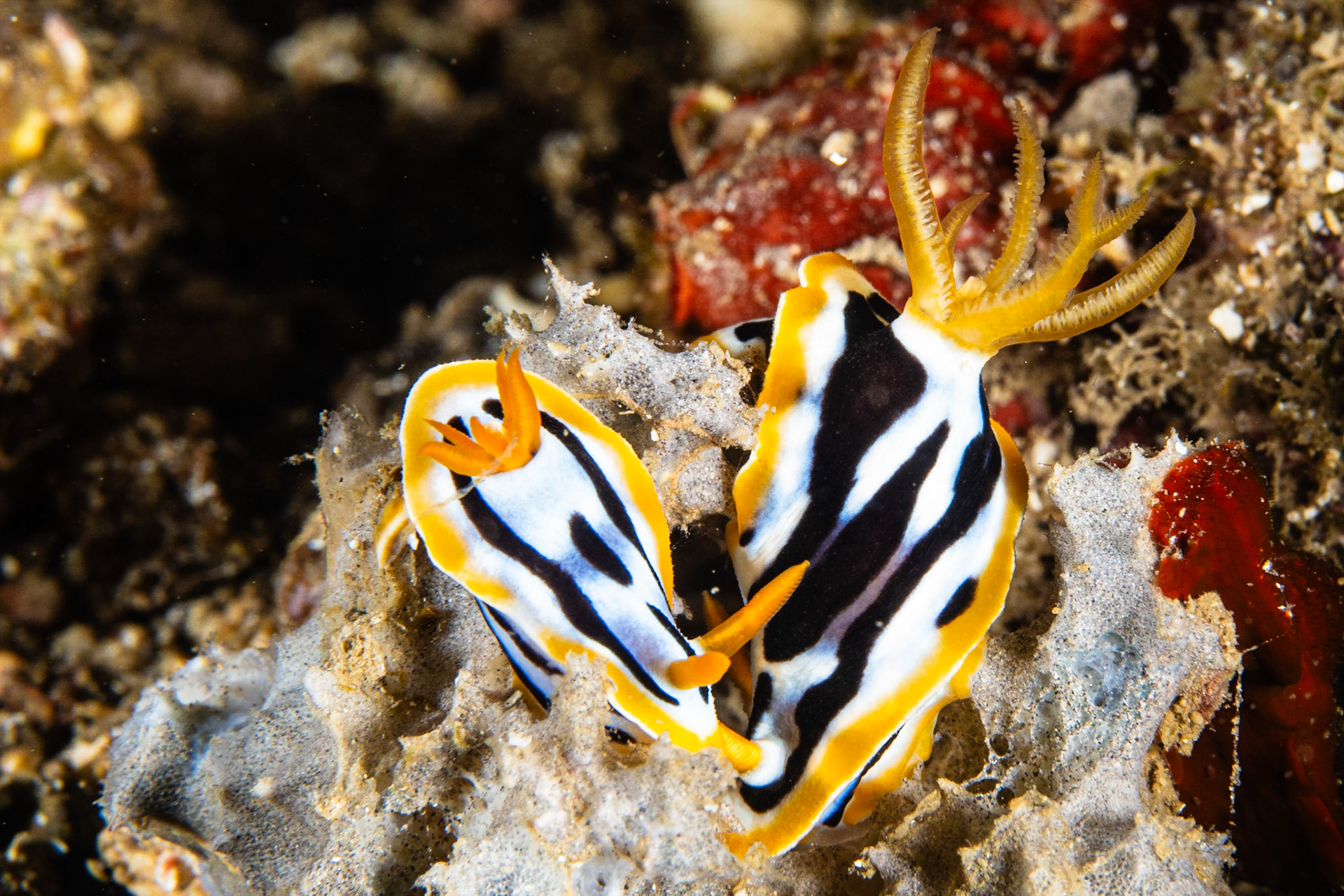 Chromodoris strigata