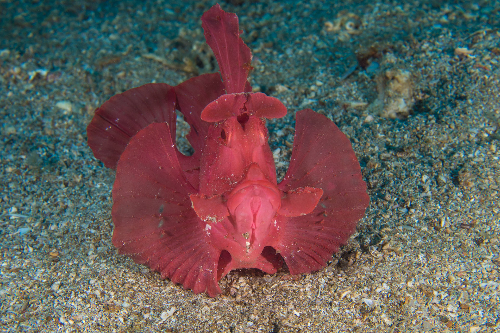 Paddle-flap Scorpionfish