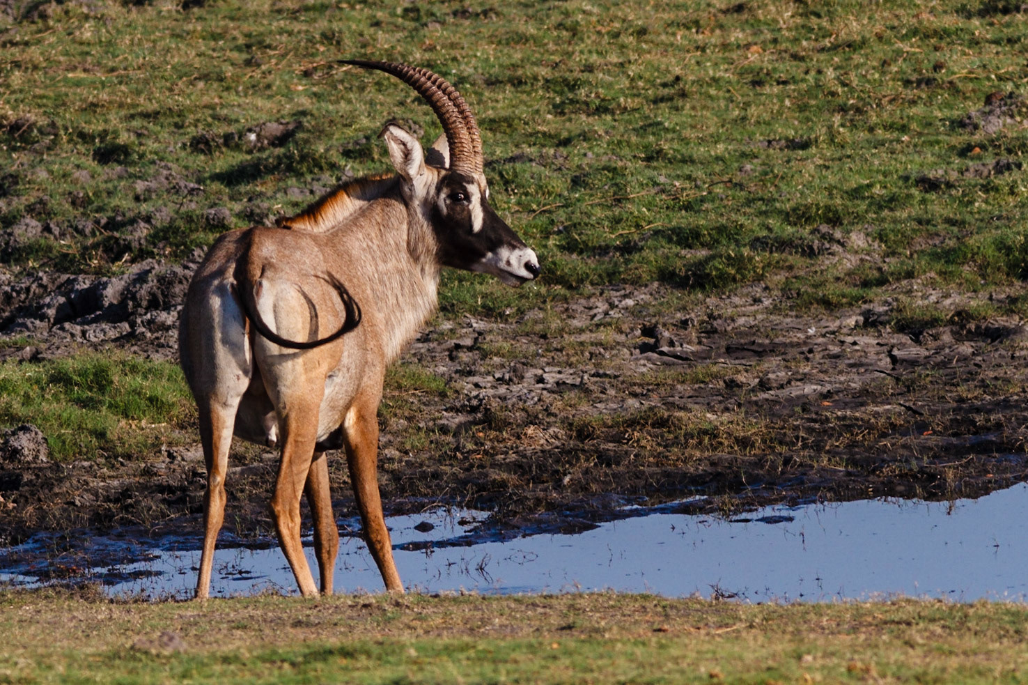 Roan Antelope