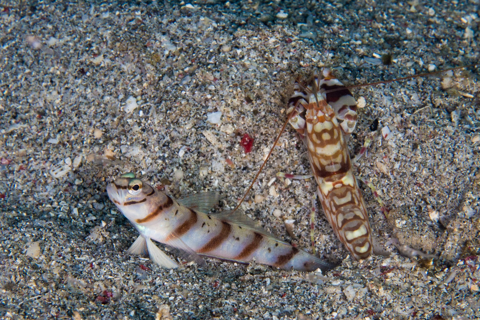 Slantbar Shrimpgoby and Tiger Snapping Shrimp