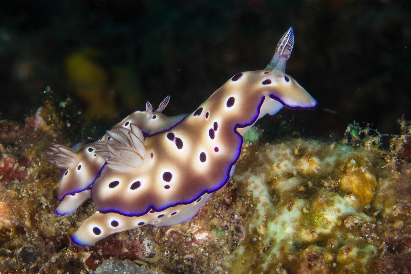 Hypselodoris tryoni