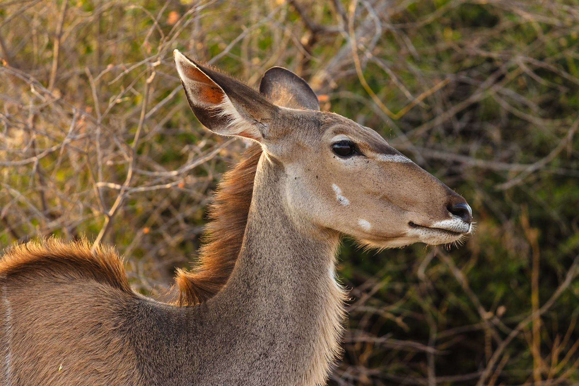 Greater Kudu