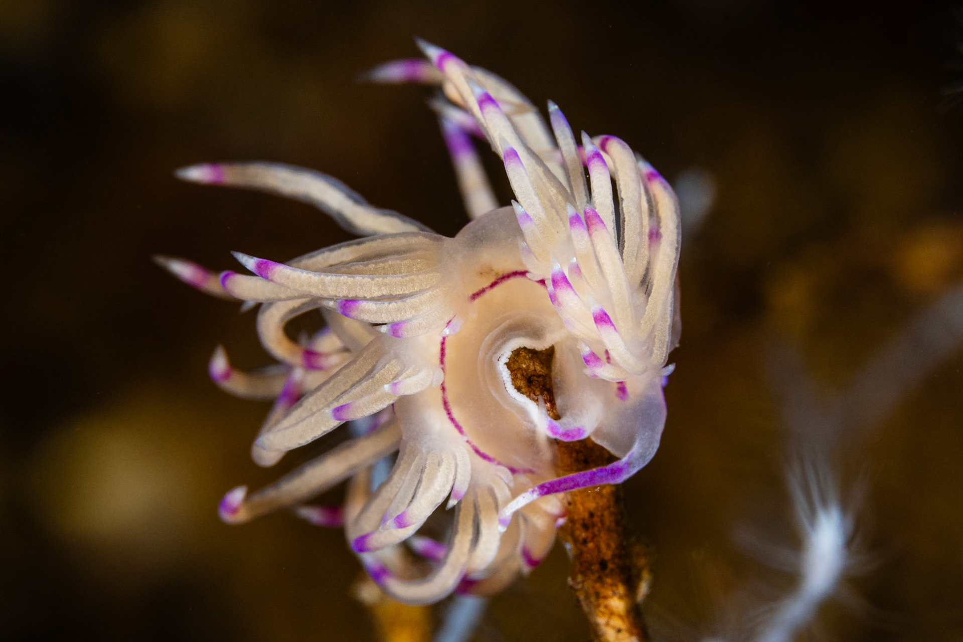 Coryphellina rubrolineata