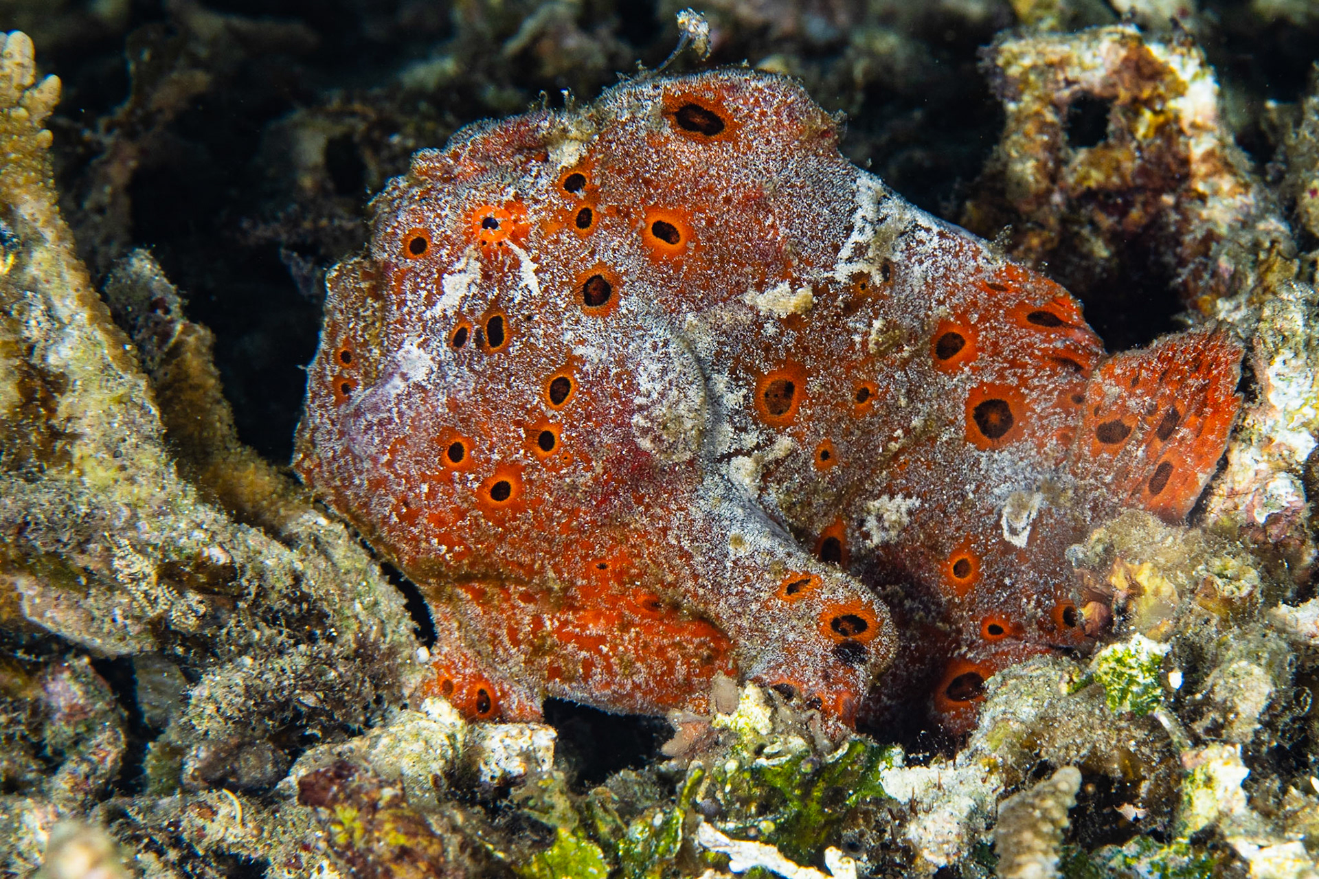 Painted Frogfish
