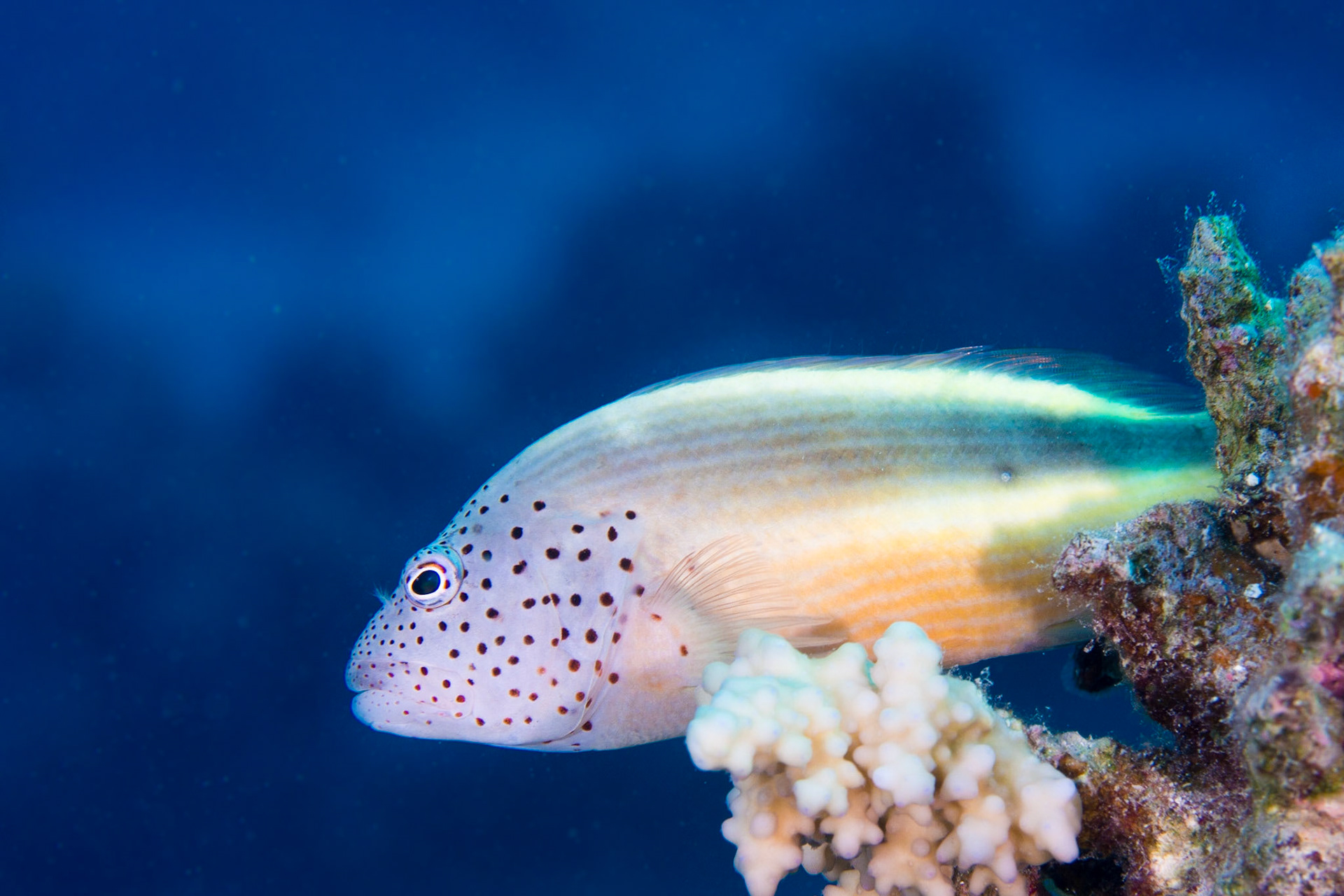 Freckled Hawkfish