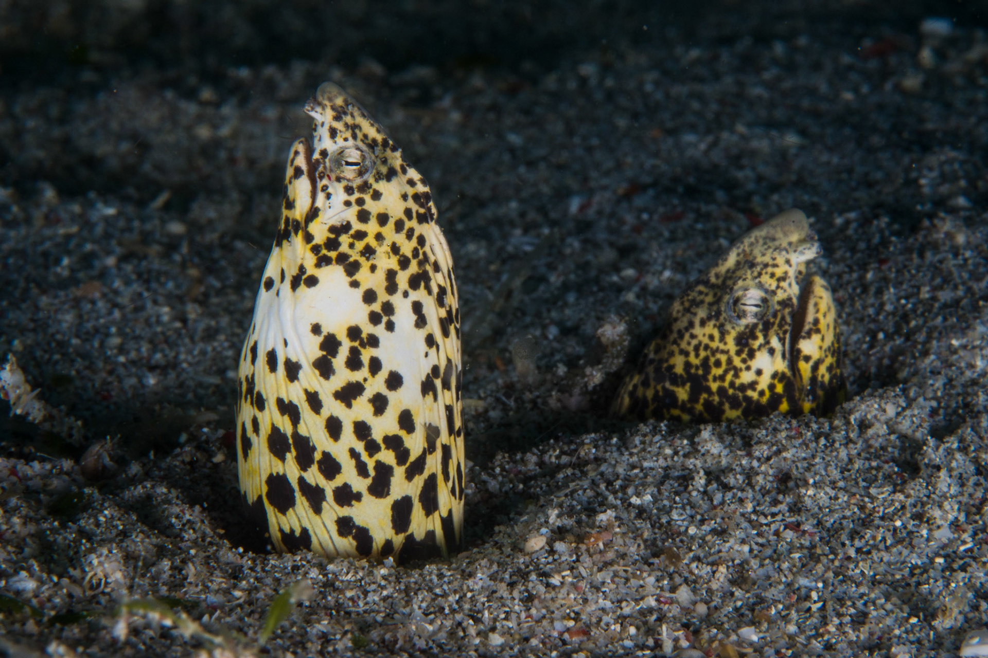 Marbled Snake Eel