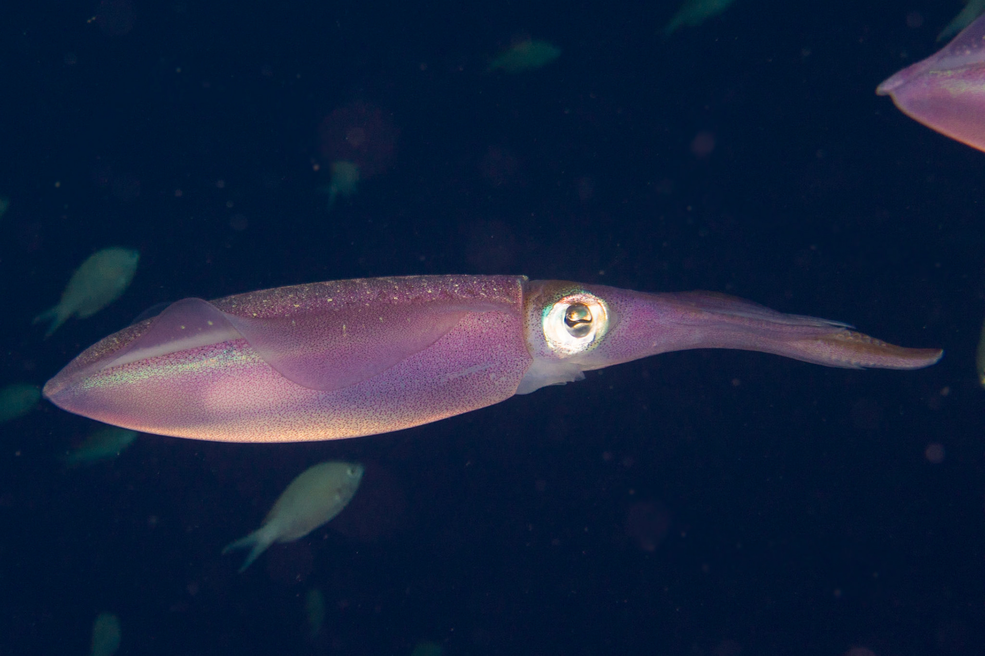 Caribbean Reef Squid