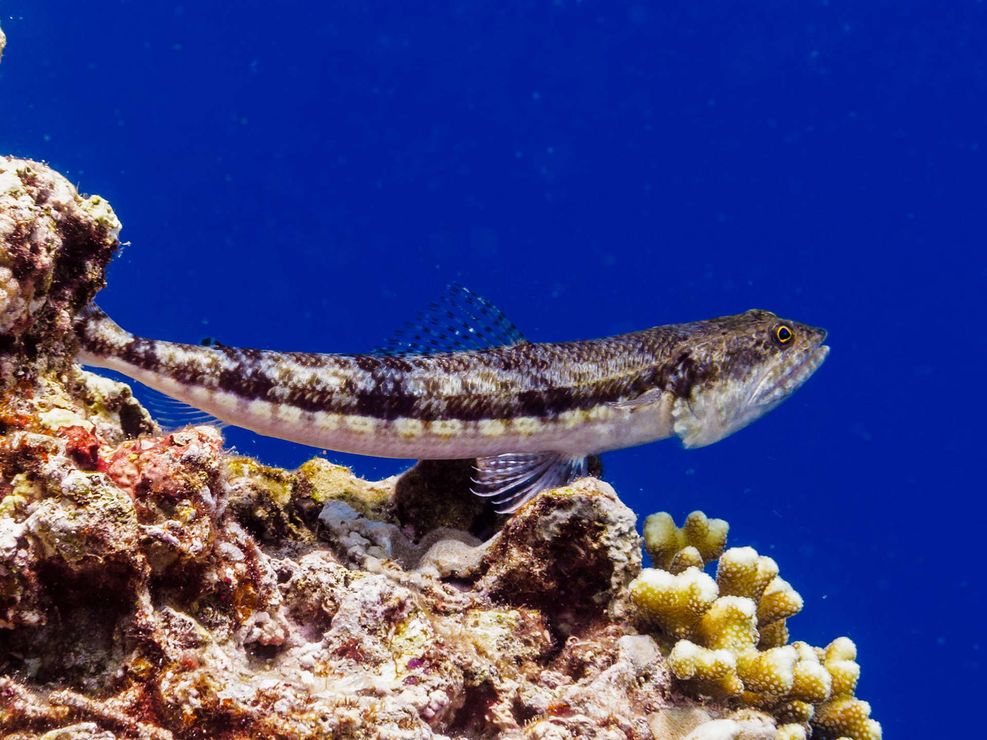 Reef Lizardfish