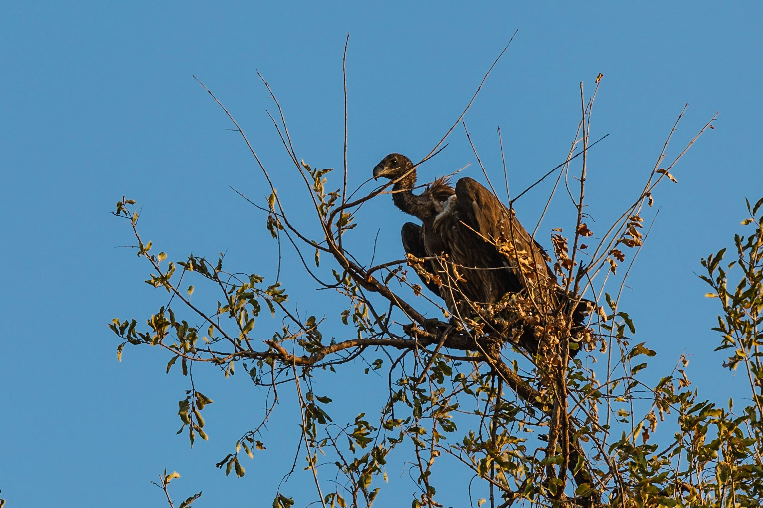 African White-backed Vulture