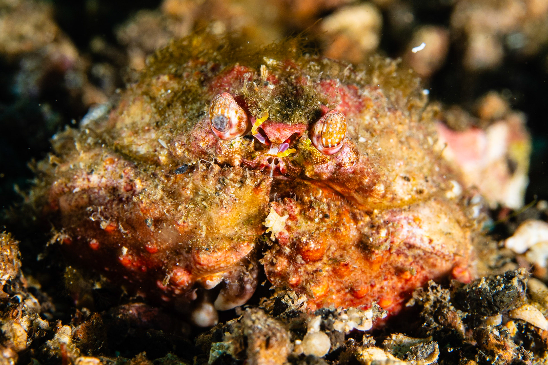 Two Horn Box Crab