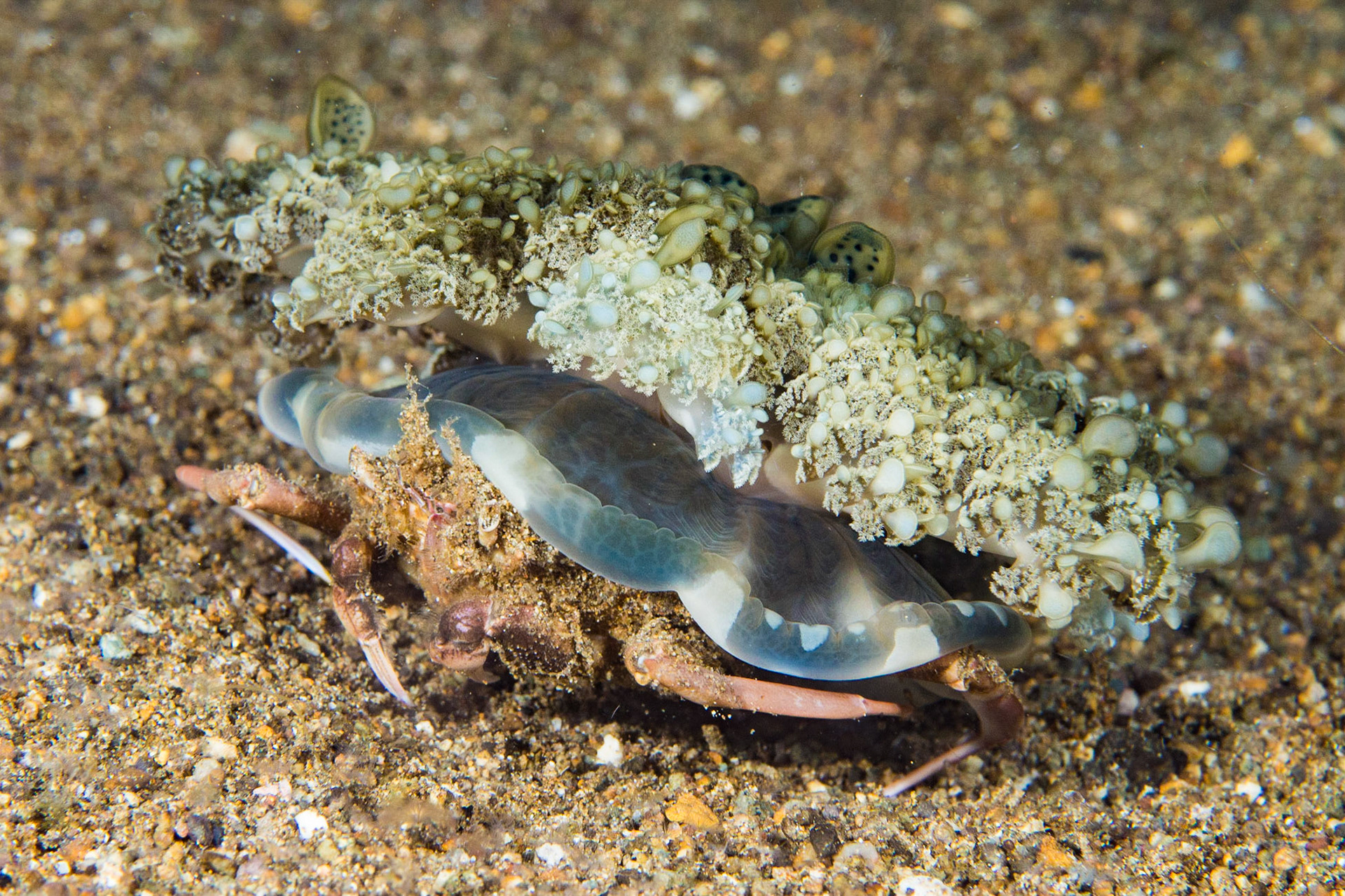Jellyfish Carry Crab and Cassiopea andromeda
