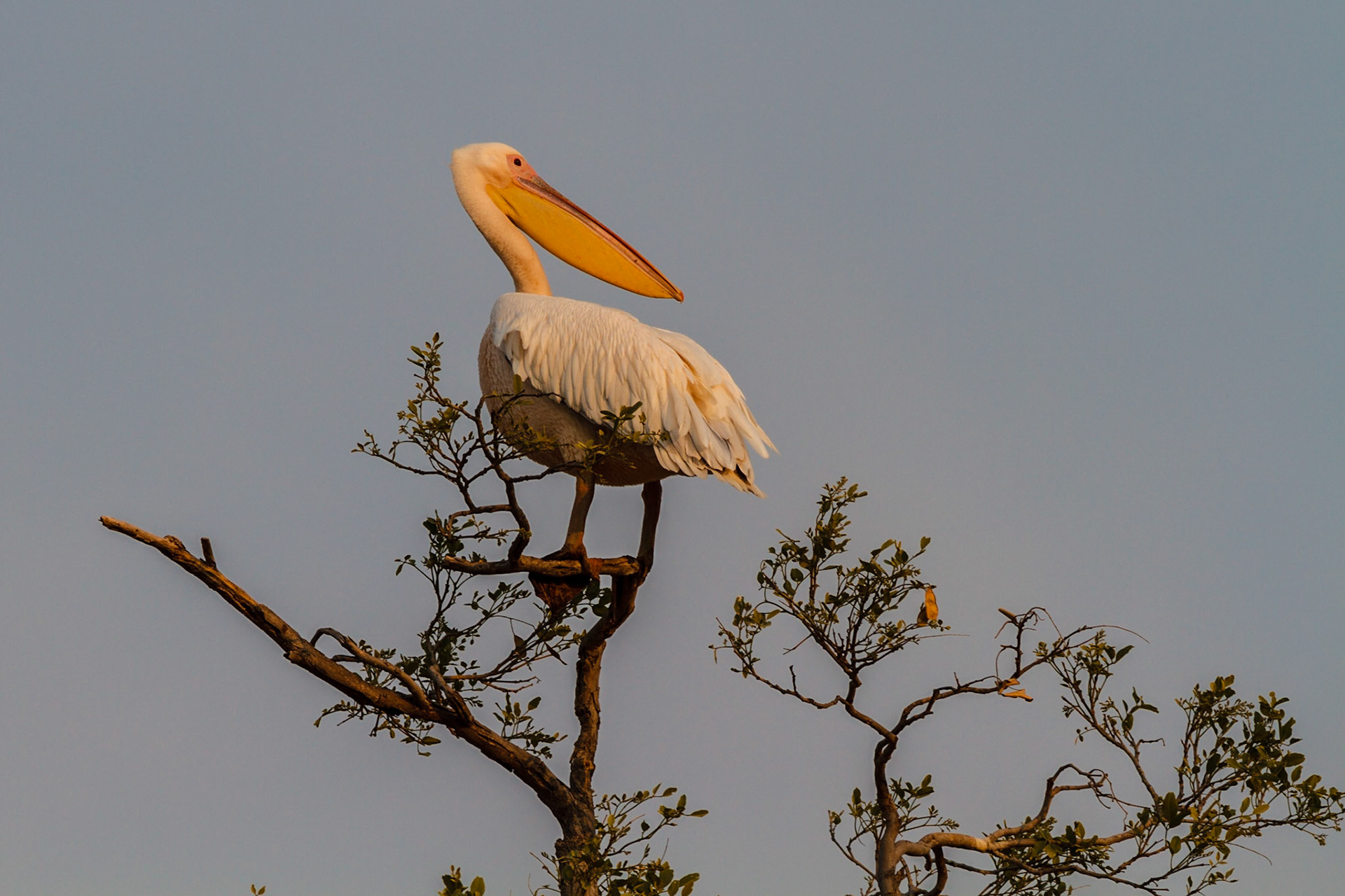 Great White Pelican