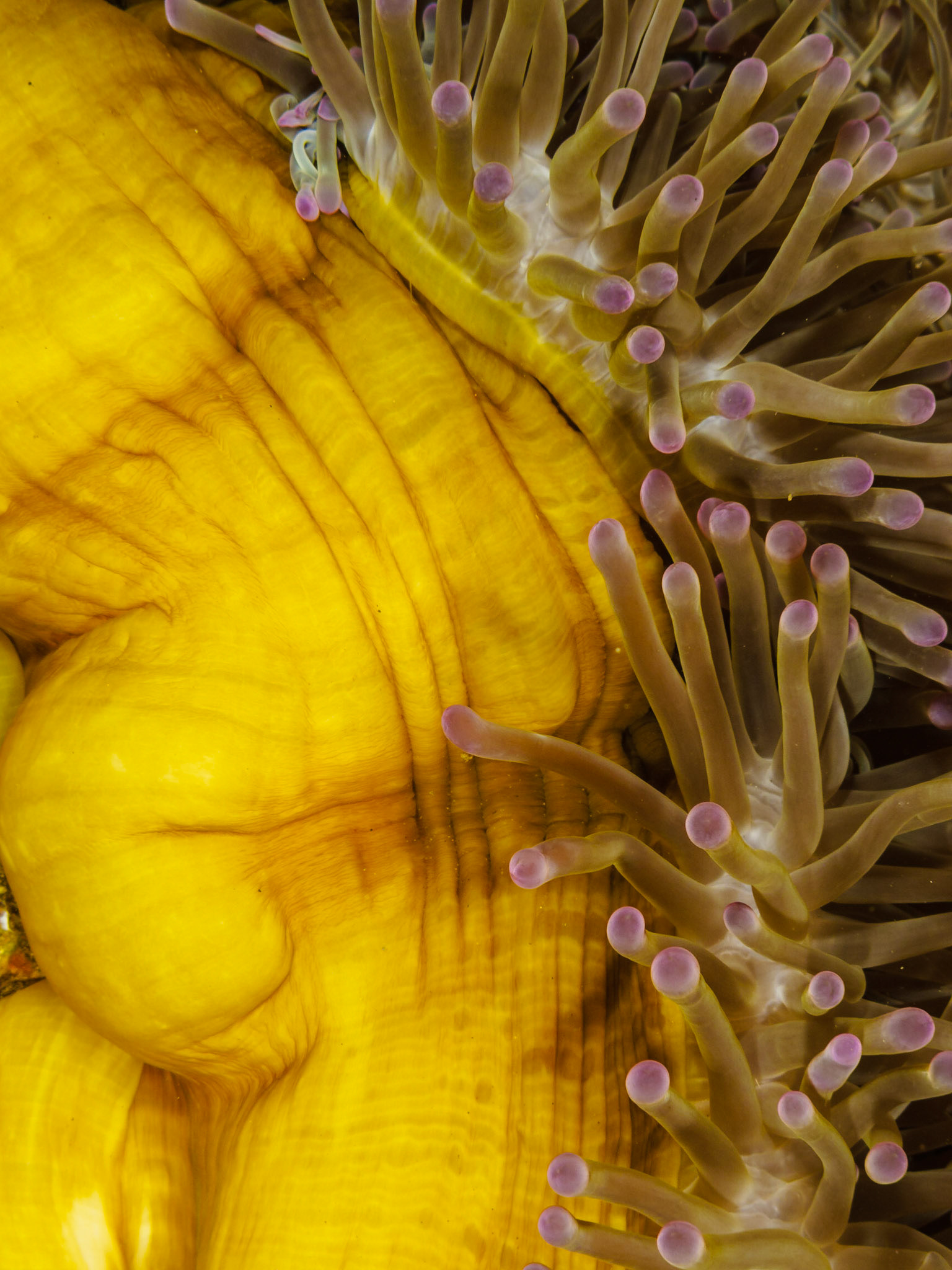 Anemone