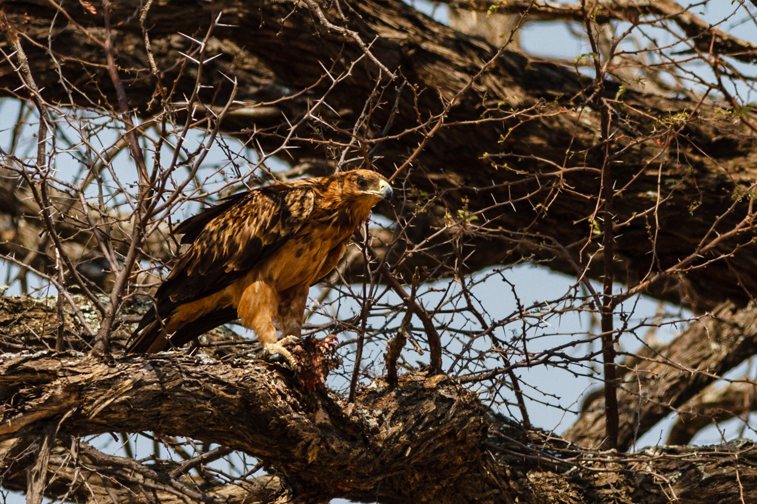 Tawny Eagle with a kill