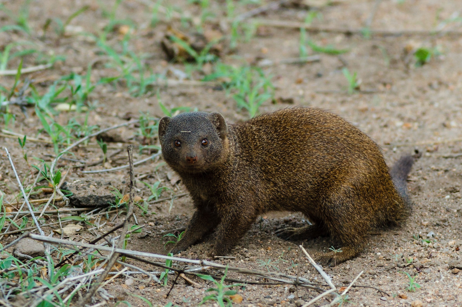 Dwarf Mongoose