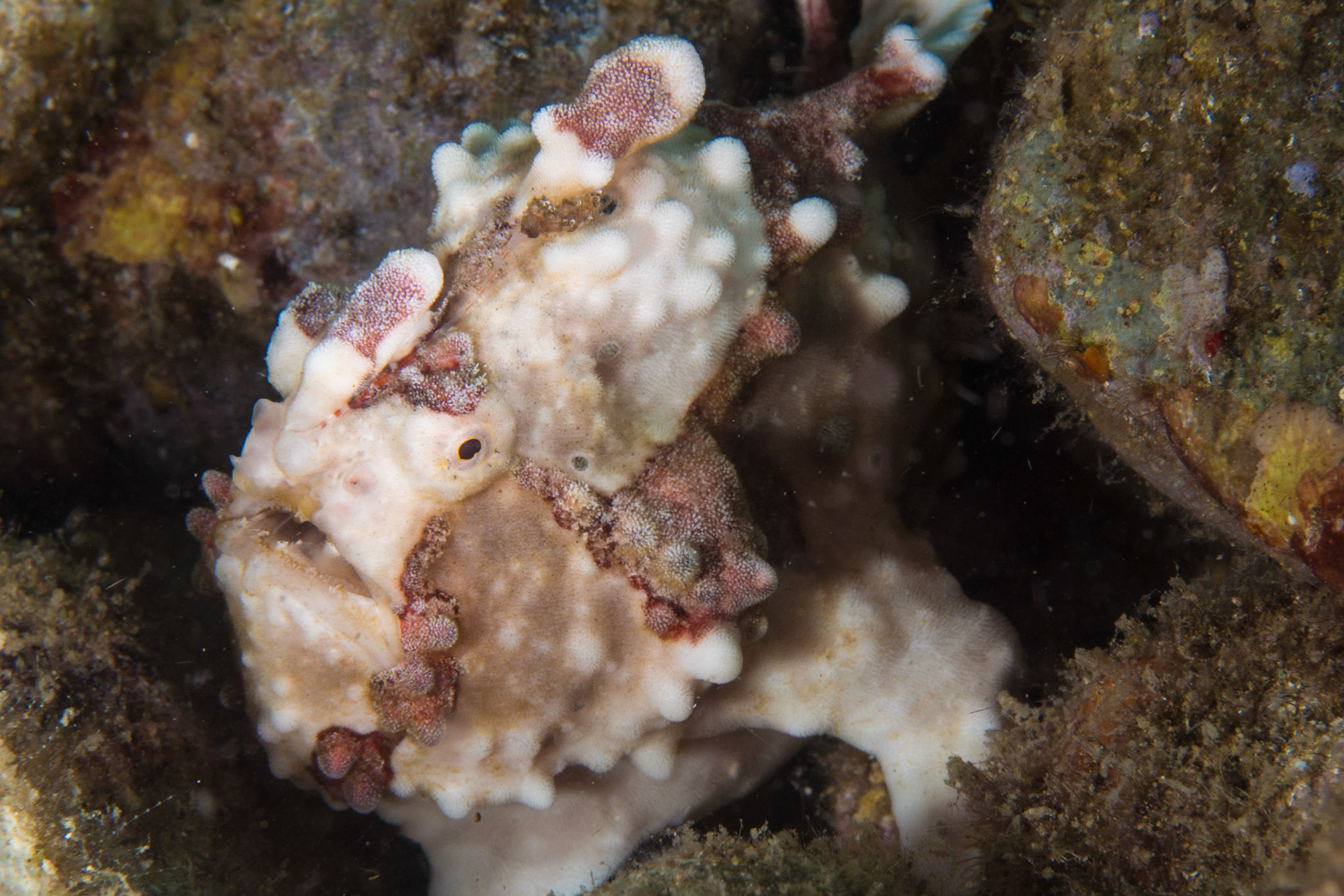 Warty Frogfish
