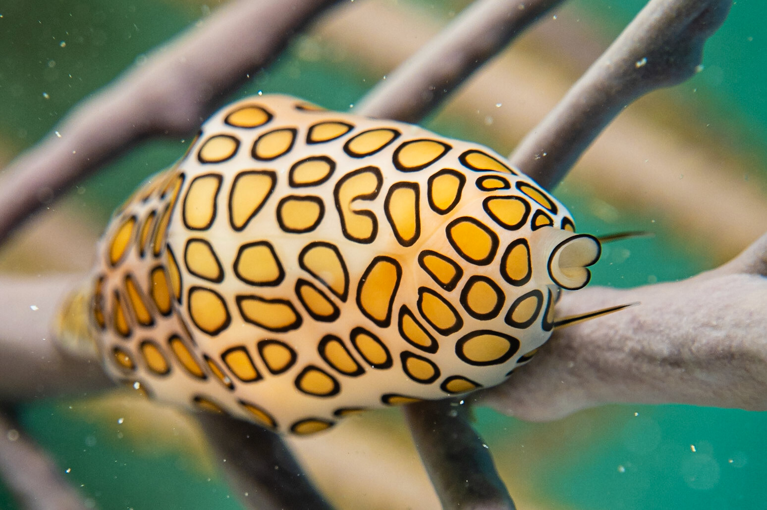 Flamingo Tongue