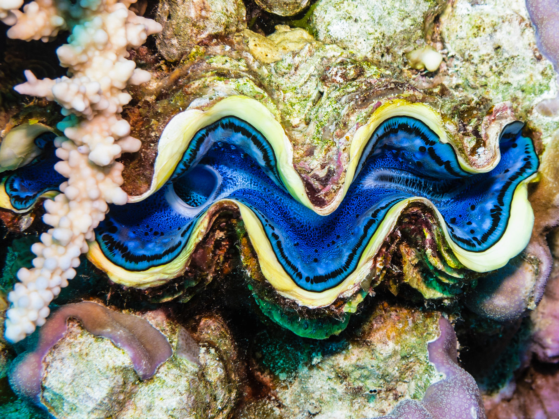 Fluted Giant Clam