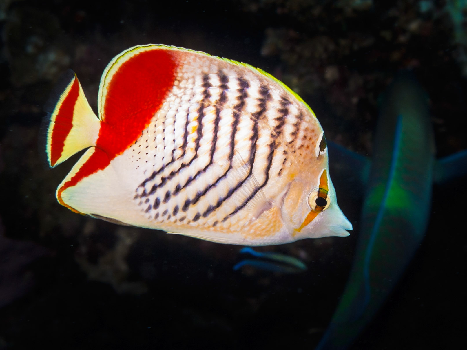 Crown Butterflyfish