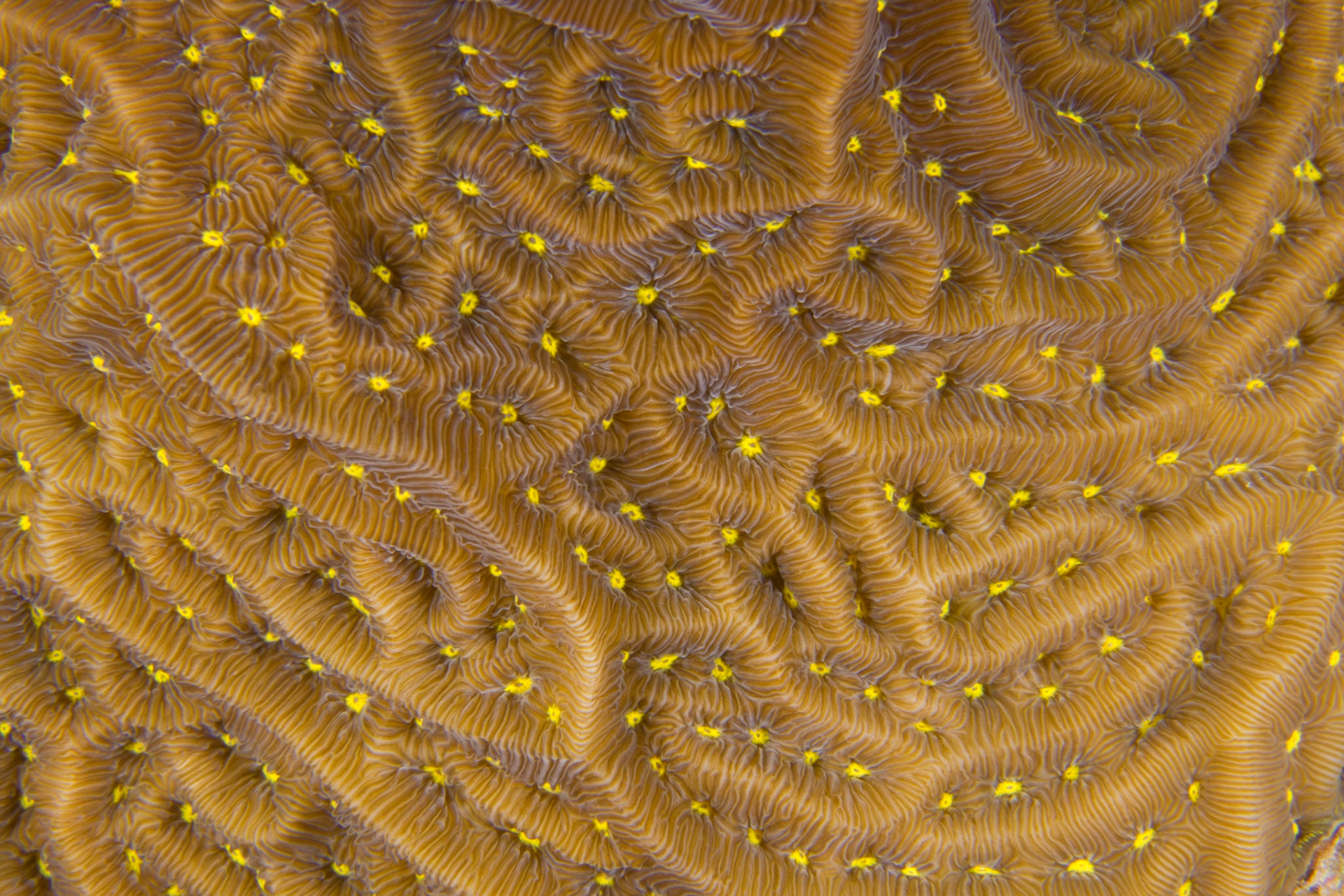 Rough Cactus Coral