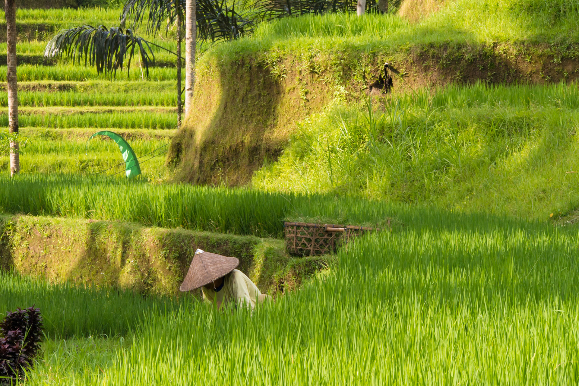 Rice Paddies