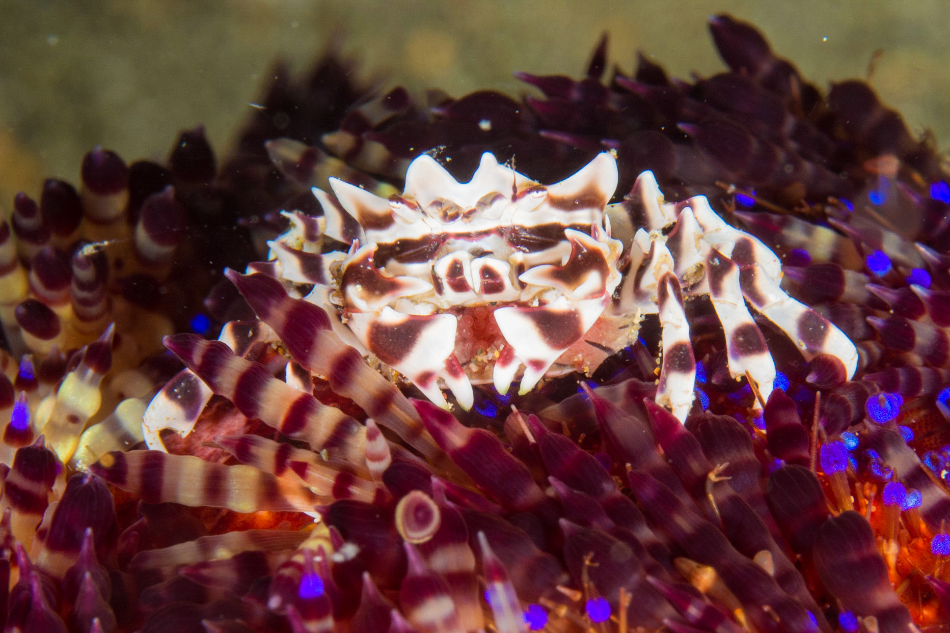 Zebra Urchin Crab with eggs and Variable Fire Urchin