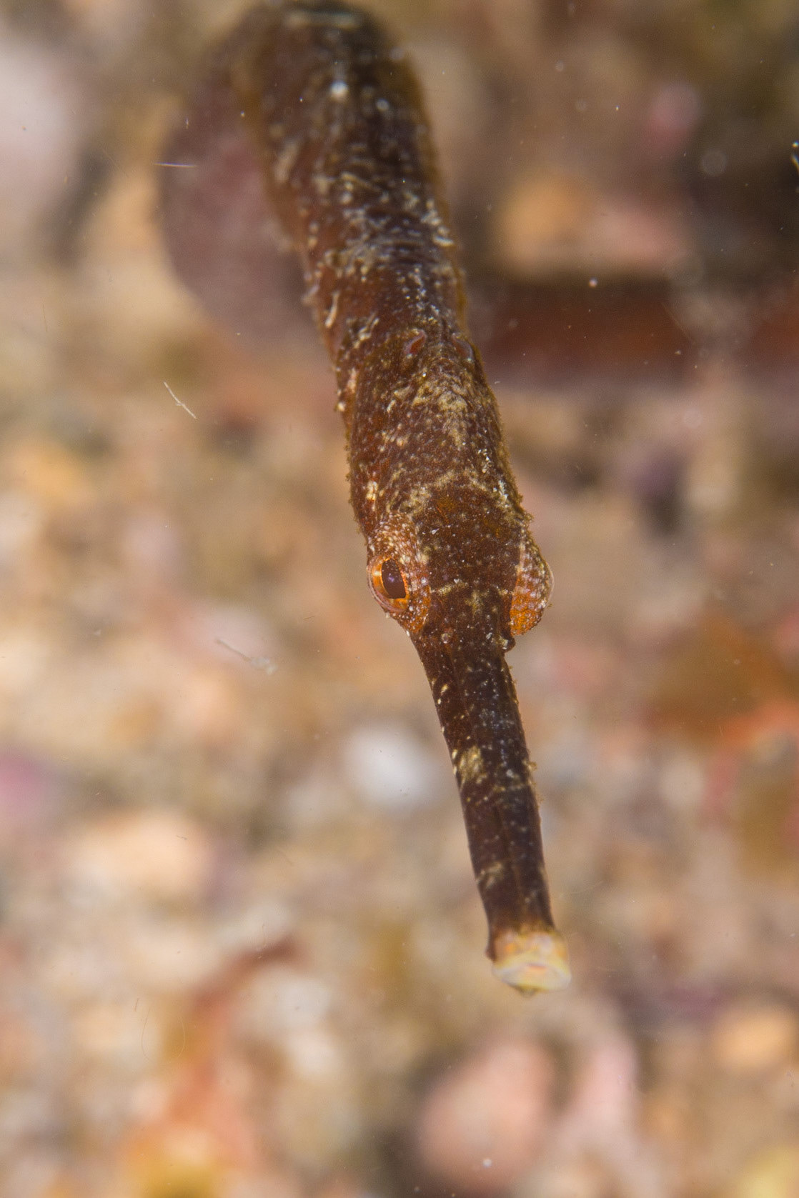 Short-tailed Pipefish