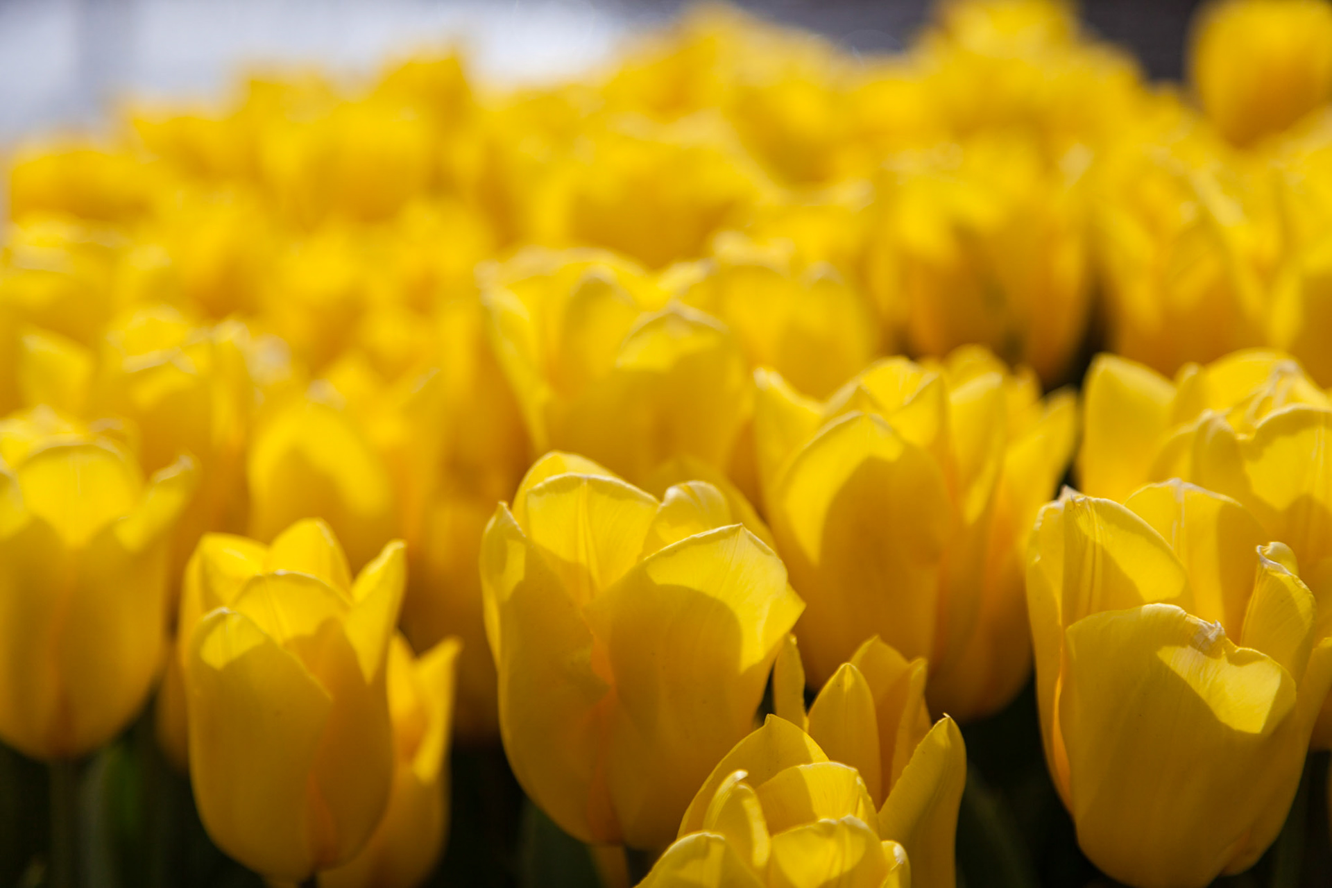 Keukenhof