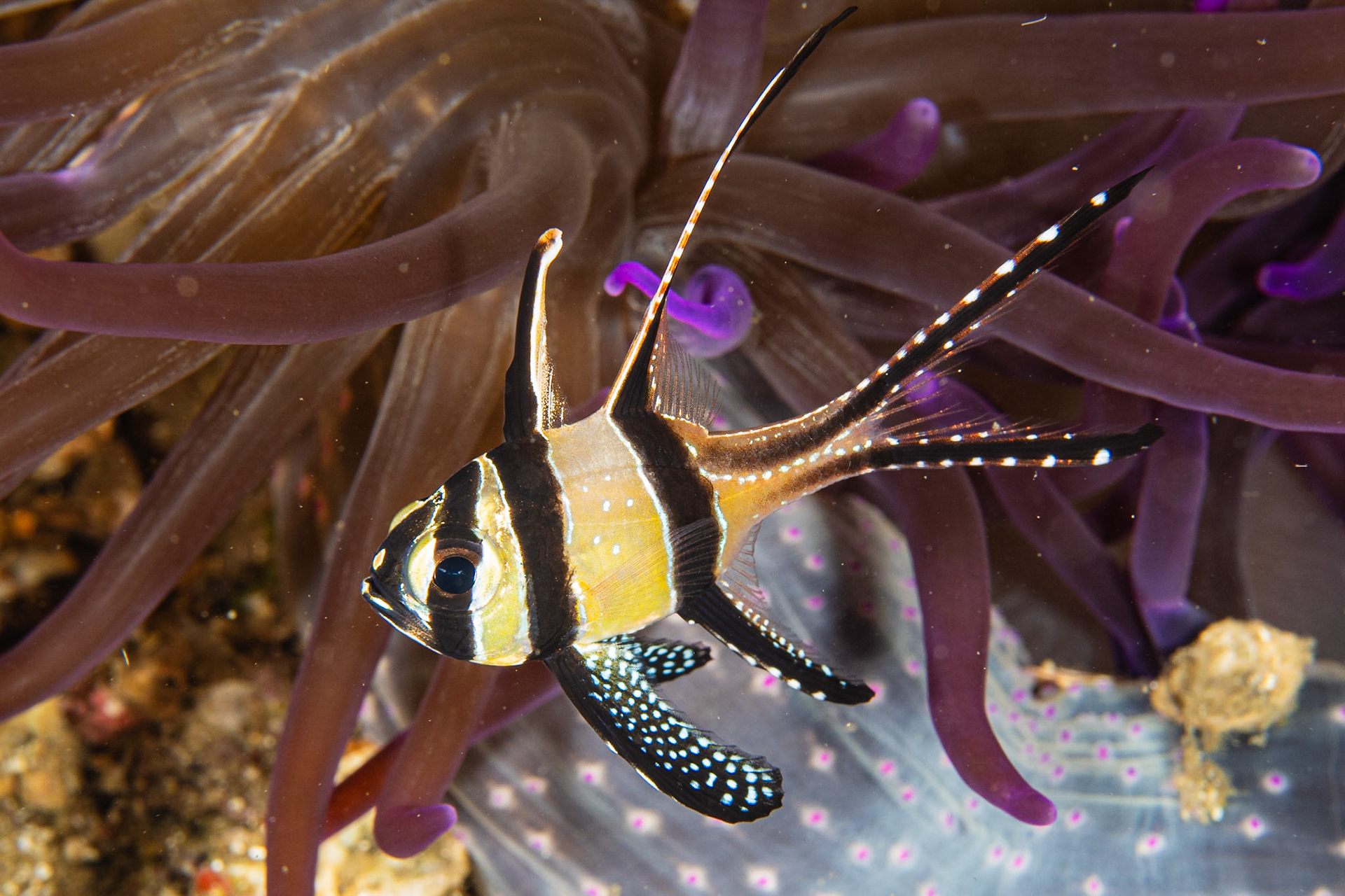 Banggai Cardinalfish