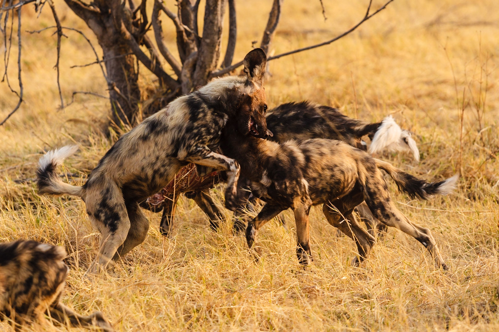 Wild Dogs
