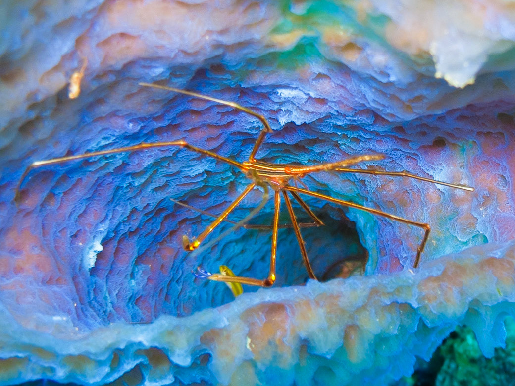Yellowline Arrow Crab