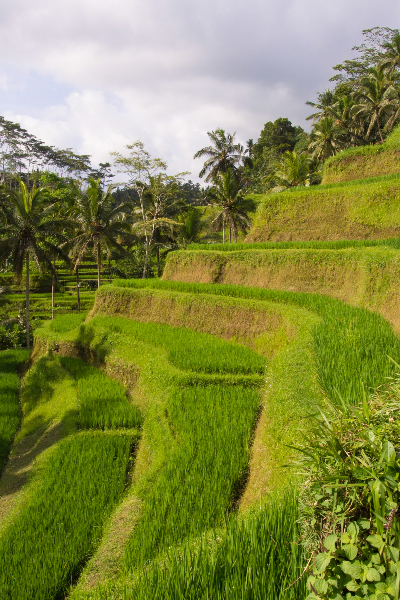 Rice Paddies