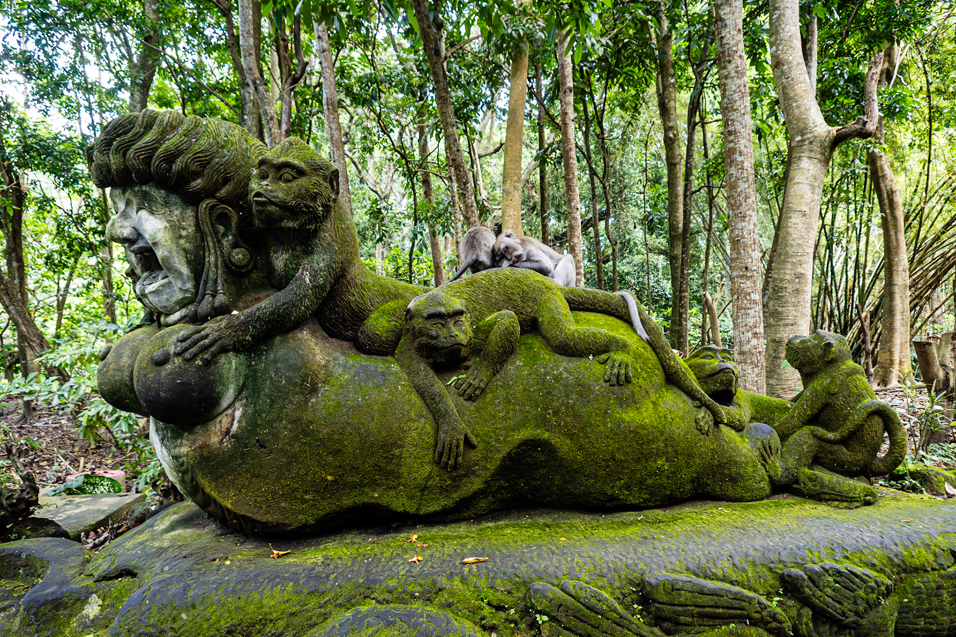Crab-eating Macaque