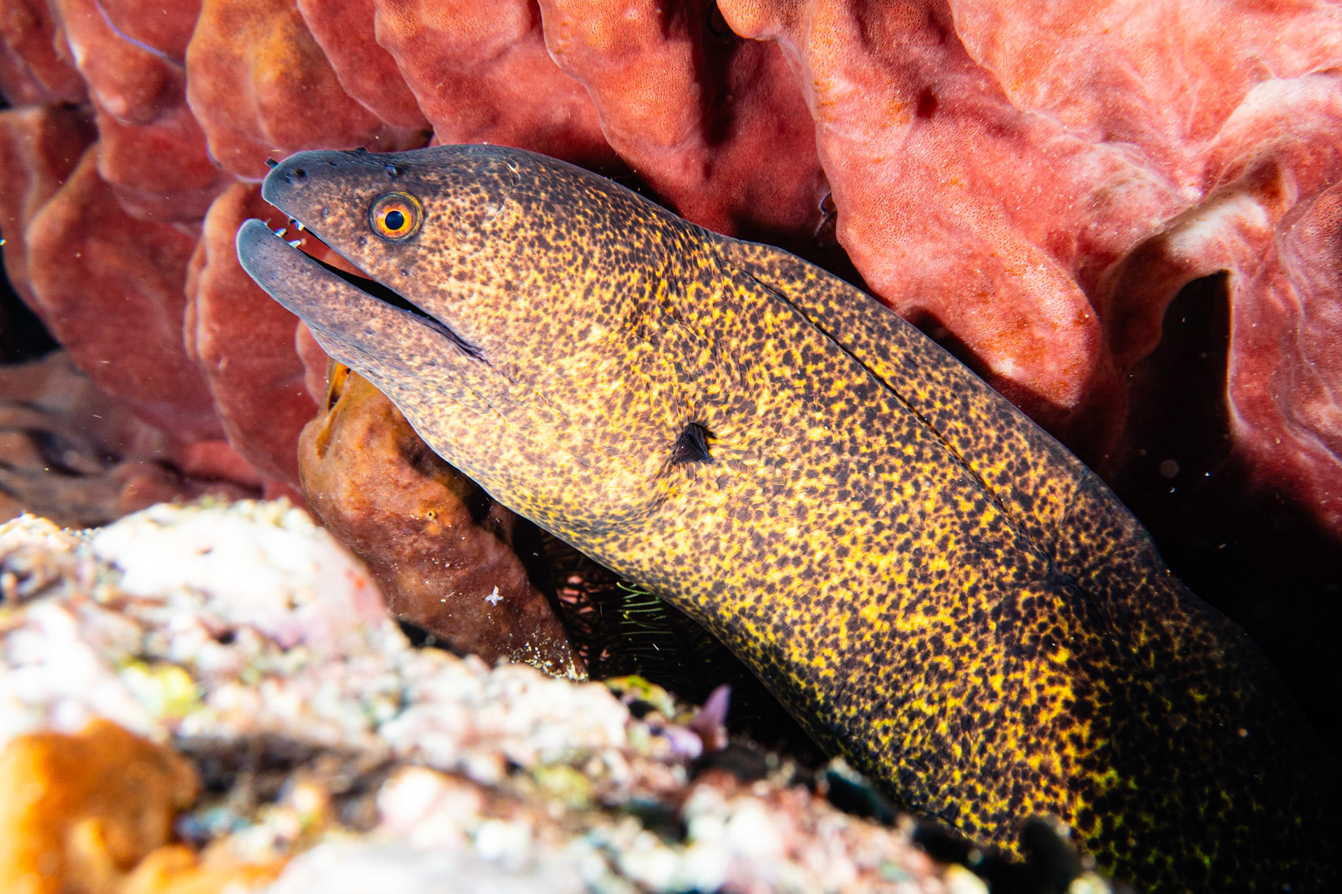 Yellowmargin Moray