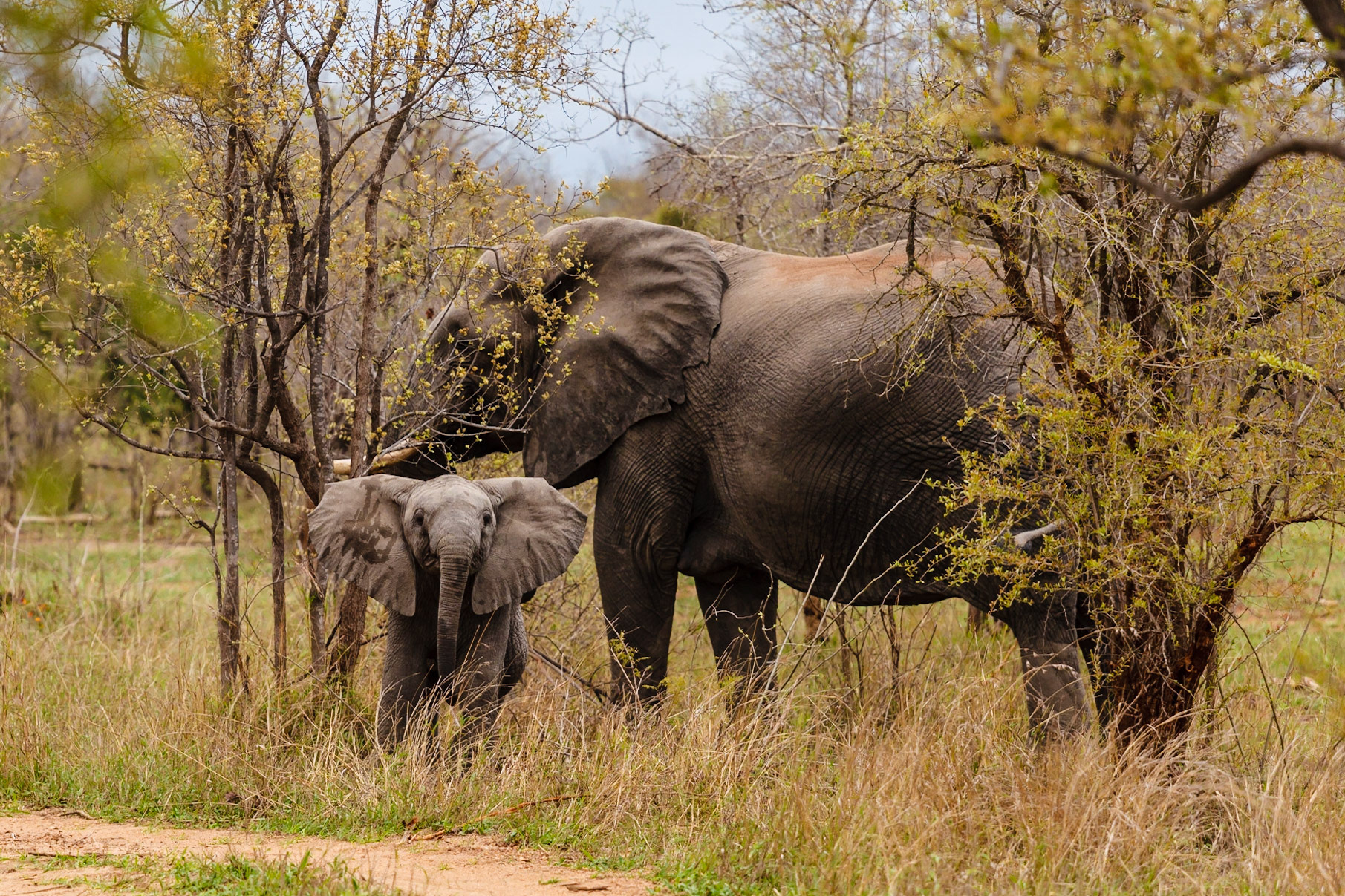 African Elephant