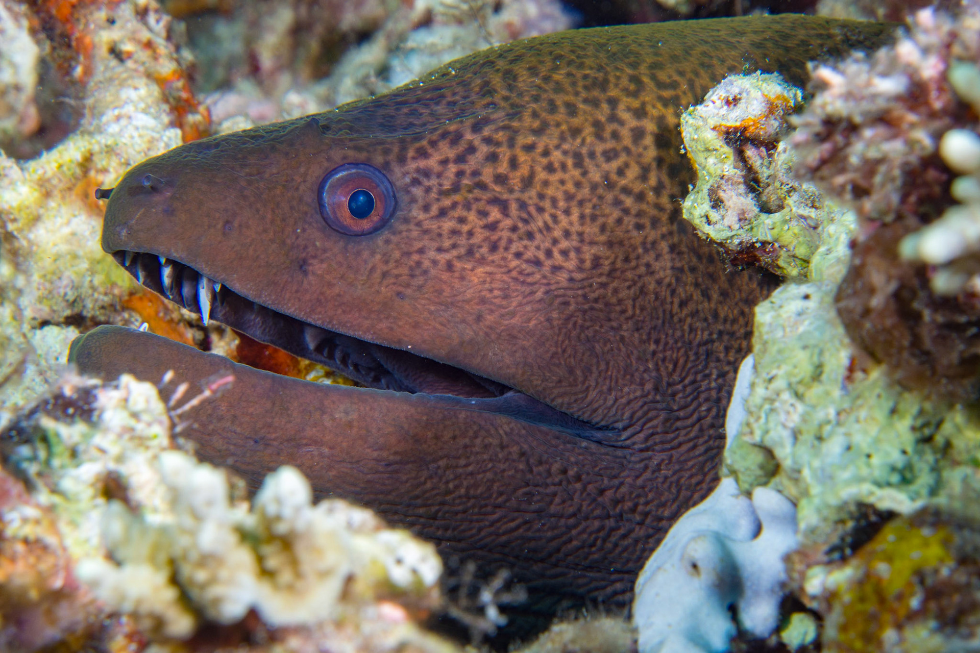 Giant Moray