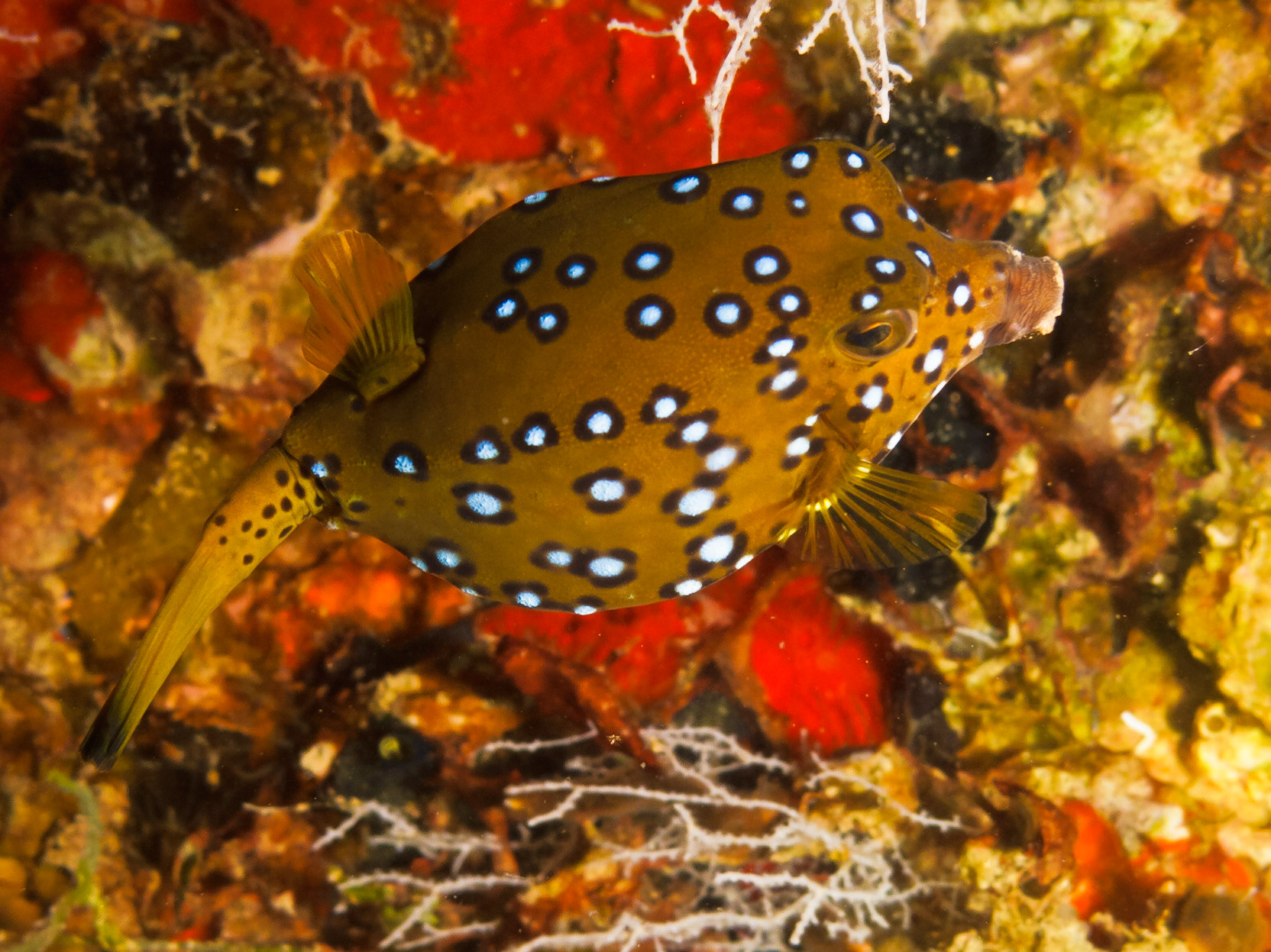 Yellow Boxfish
