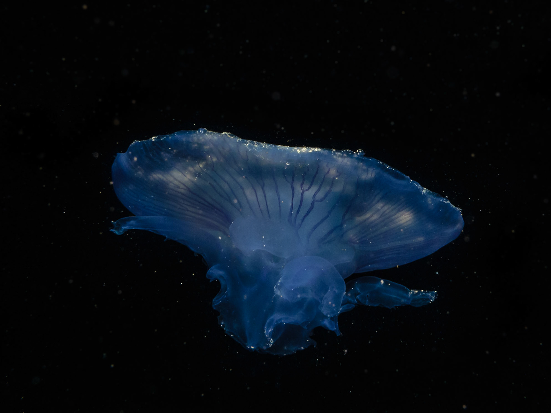 Moon Jelly