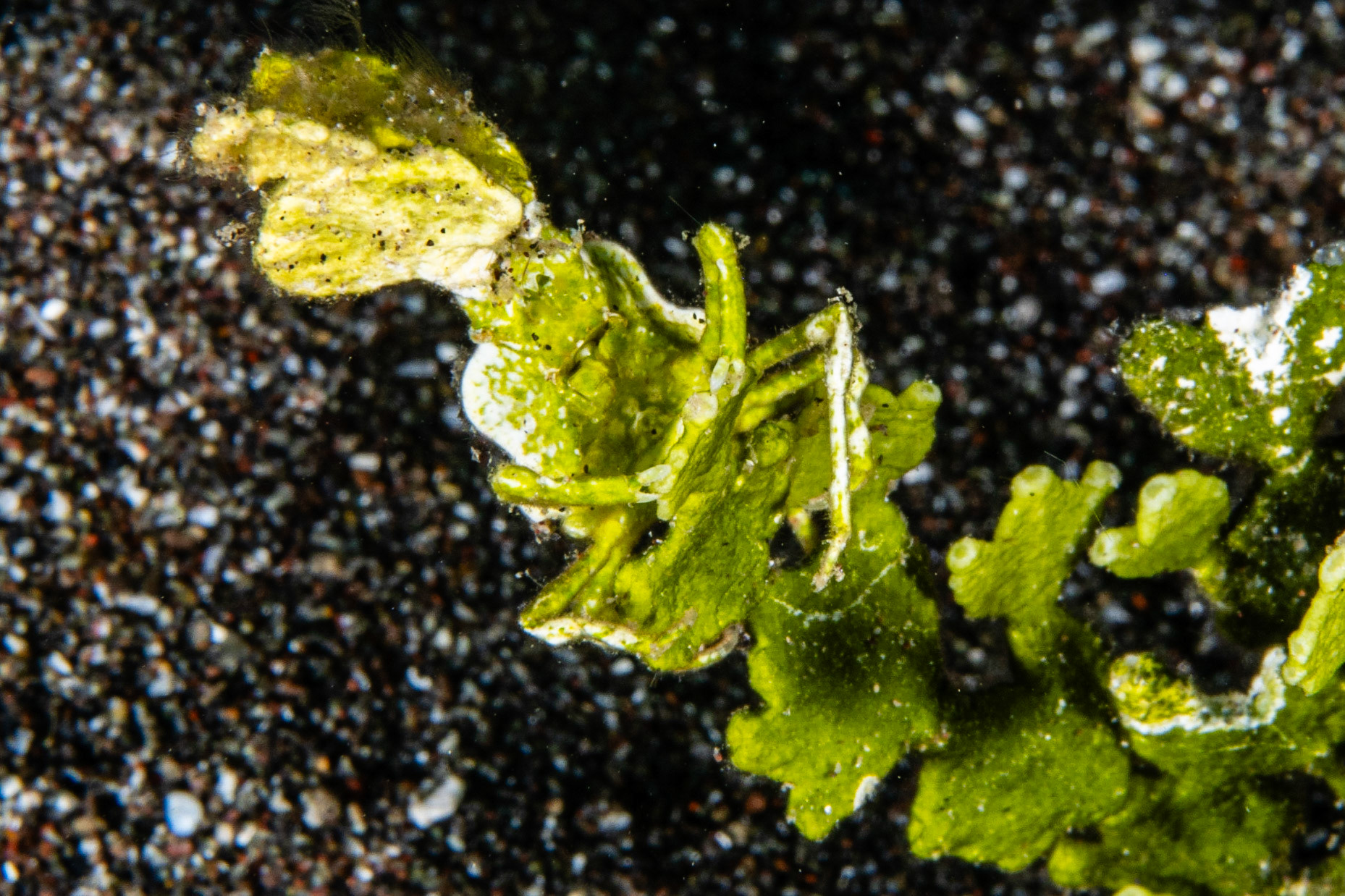 Halimeda Algae Crab