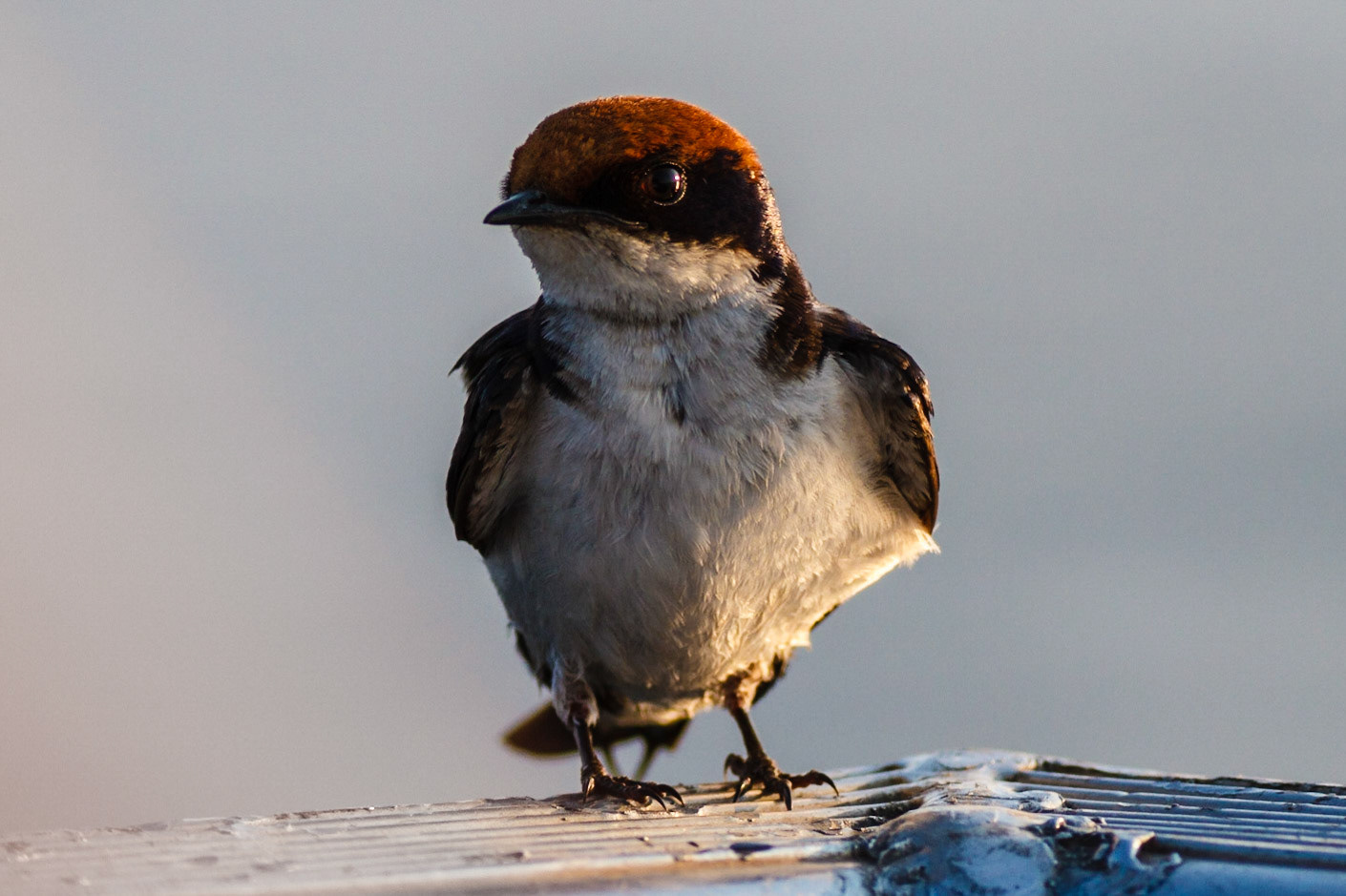 A Wire-tailed swallow perched on our boat