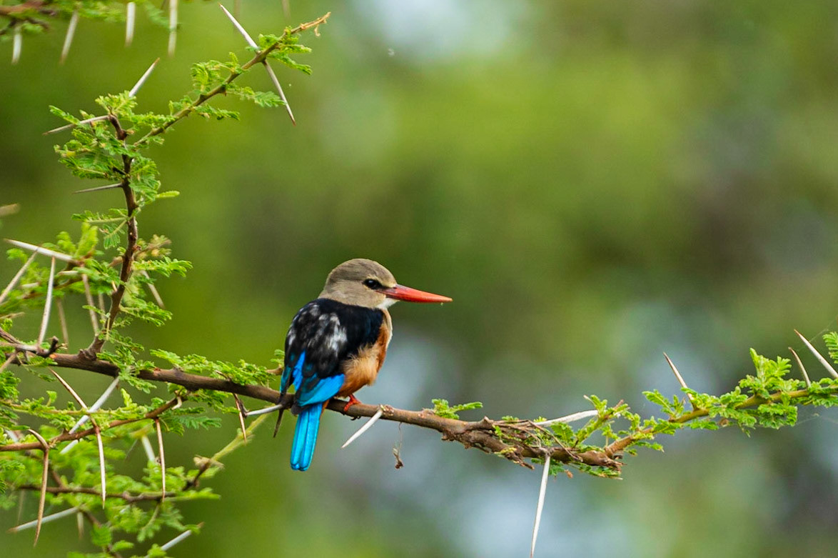 Grey-headed Kingfisher