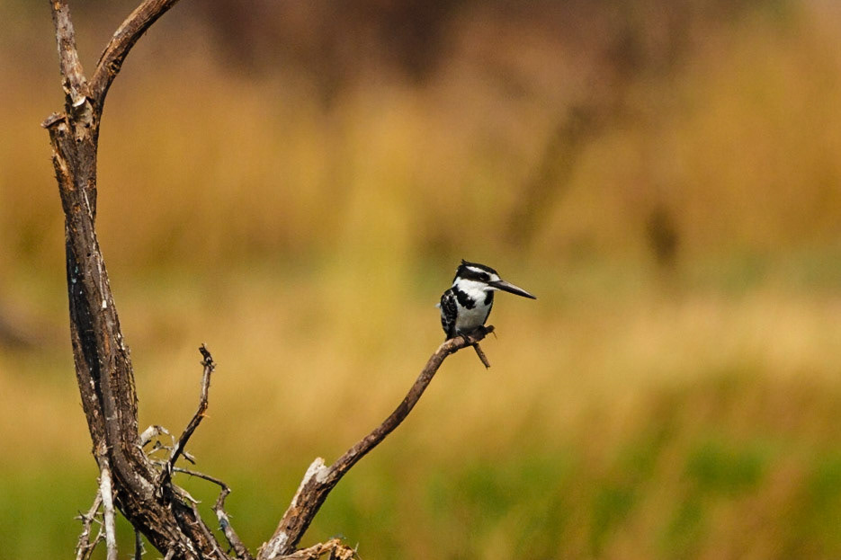Pied Kingfisher