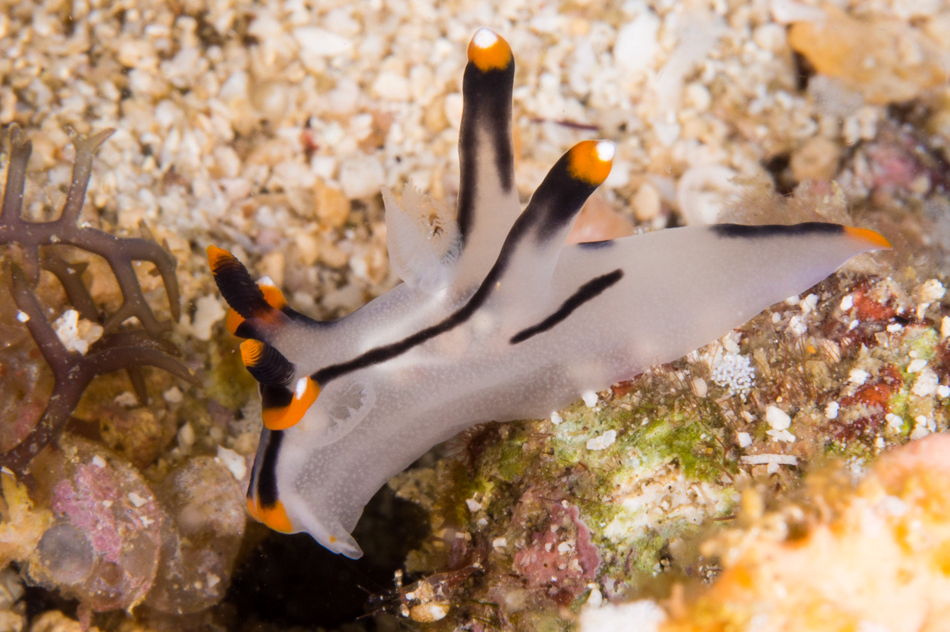 Thecacera picta
