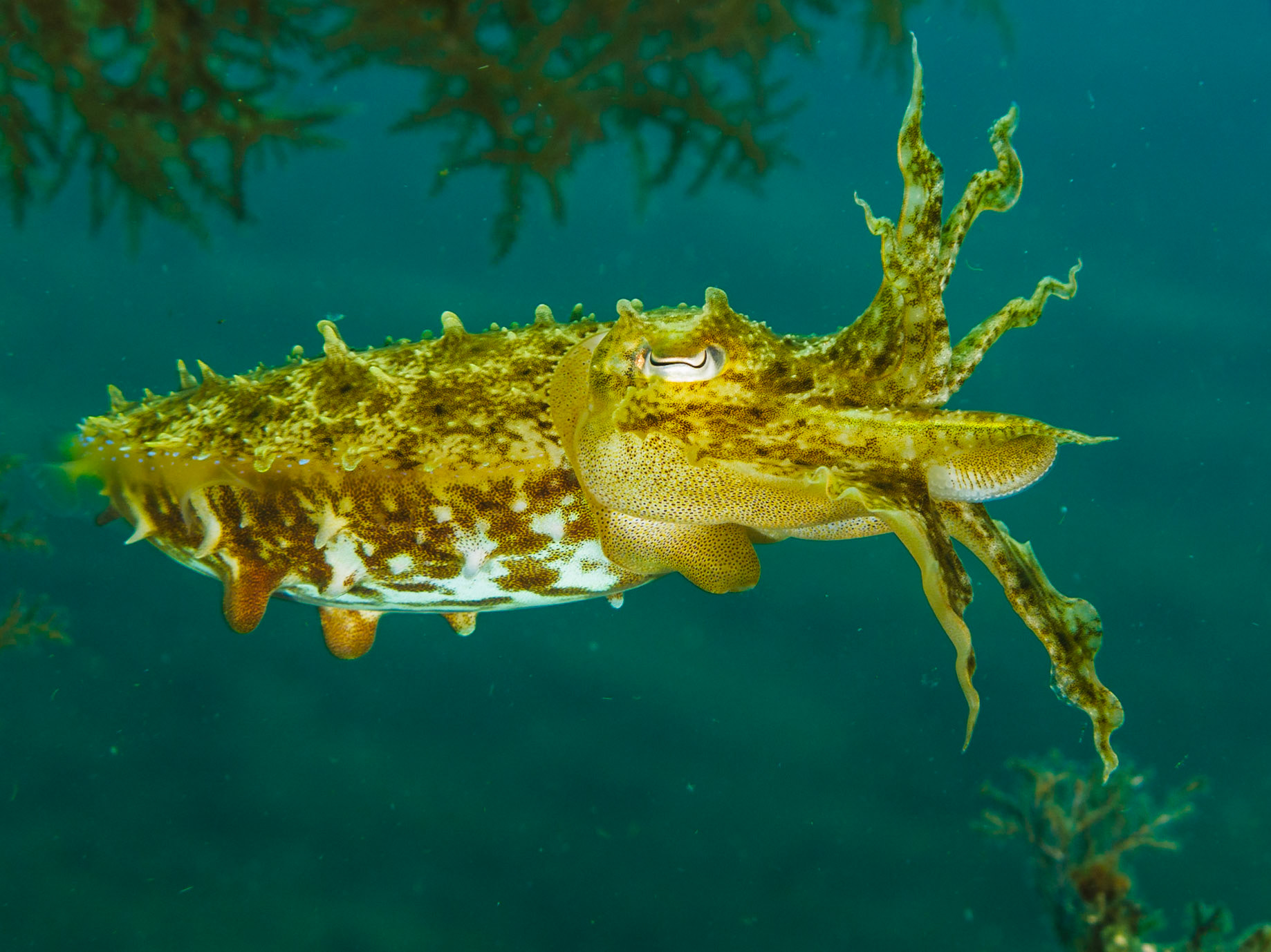 Broadclub Cuttlefish
